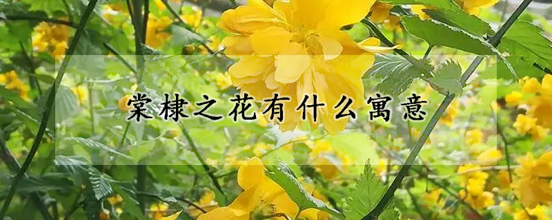 棠棣之花有什麼寓意
