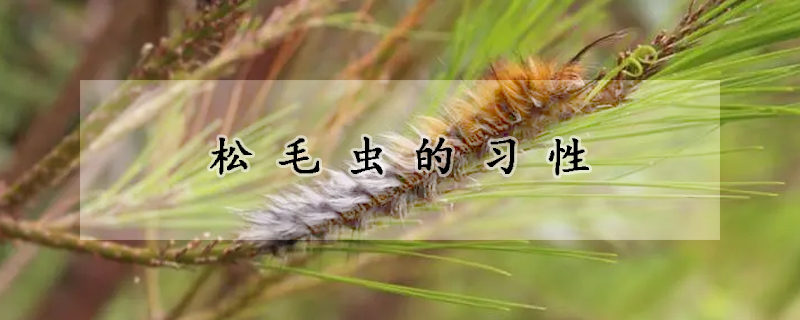 鬆毛蟲的習性