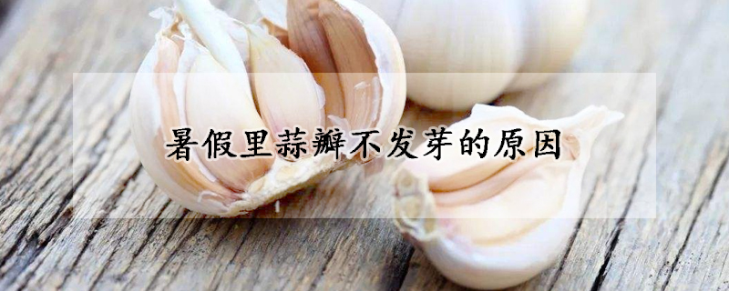 暑假裏蒜瓣不發芽的原因