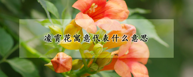 淩霄花寓意代表什麼意思