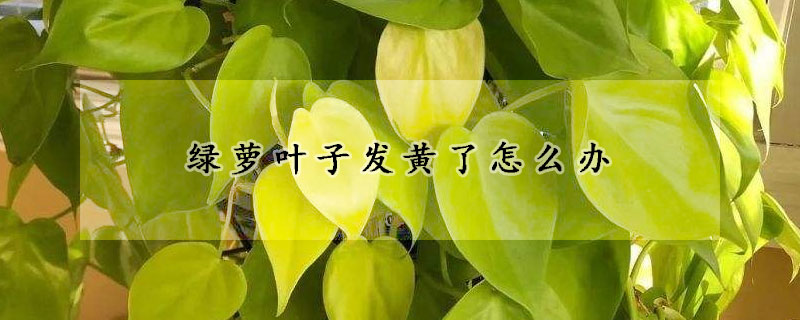 綠蘿葉子發黃了怎麼辦