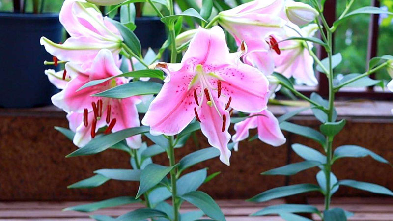 百合花怎麼養才能保持開的久