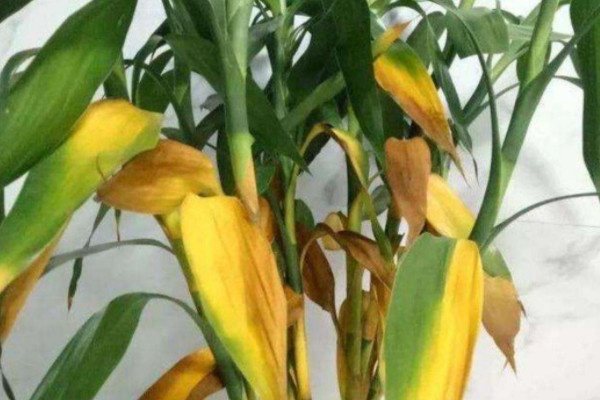 富貴竹葉子發軟下垂怎麼辦