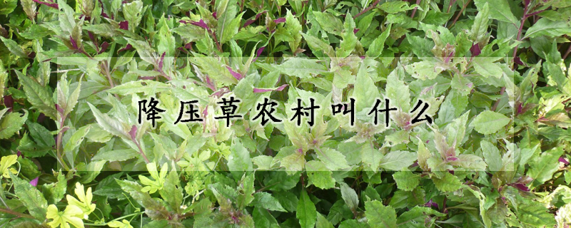 降壓草農村叫什麼