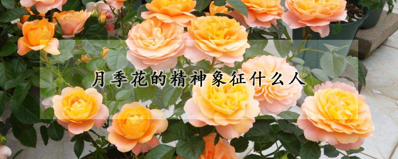 月季花的精神象征什麼人