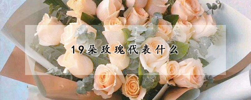 19朵玫瑰代表什麼