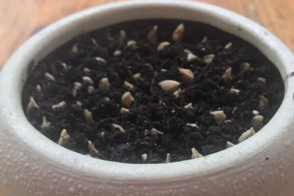 橘子籽怎麼種能發芽