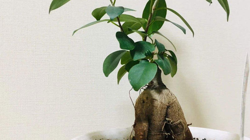 人參榕樹盆景怎麼養
