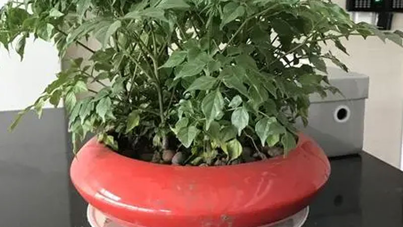 幸福樹怎麼養護與澆水