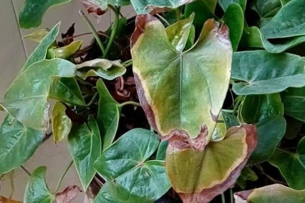 仙鶴來花黃葉子什麼情況