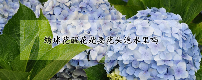 繡球花醒花是要花頭泡水裏嗎