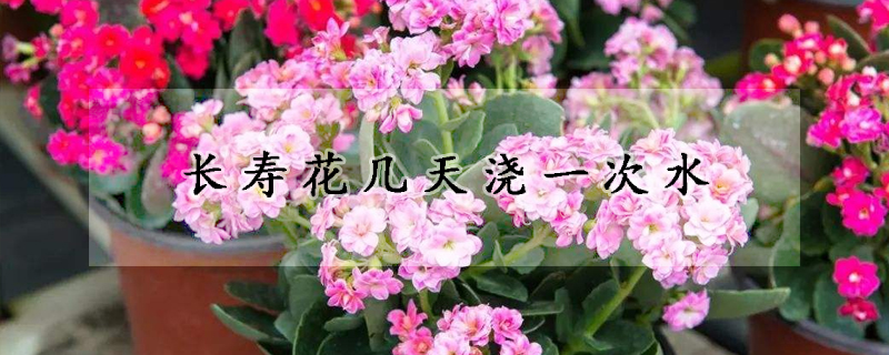 長壽花幾天澆一次水