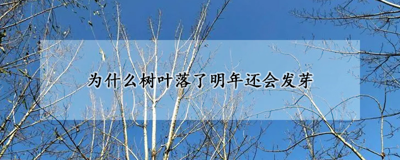 為什麼樹葉落了明年還會發芽