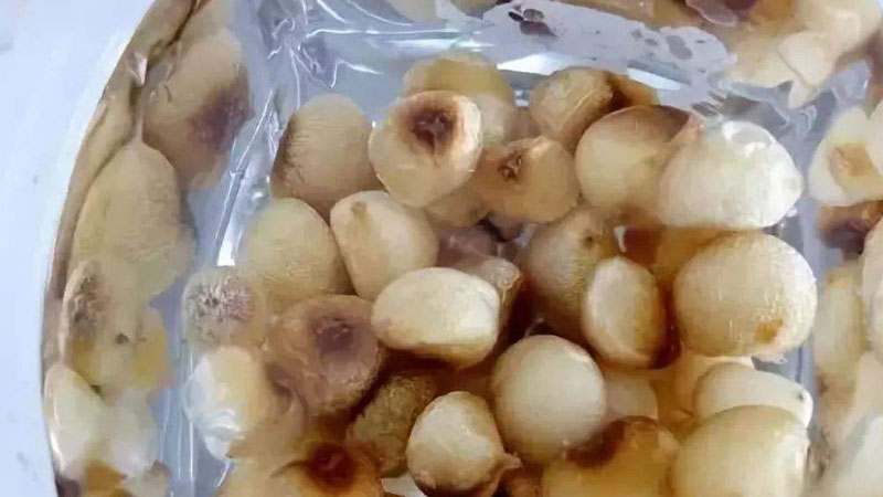 君子蘭種子怎麼種才能發芽
