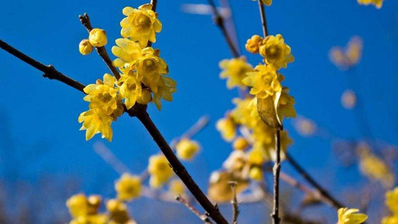 臘梅種子怎麼種才能發芽