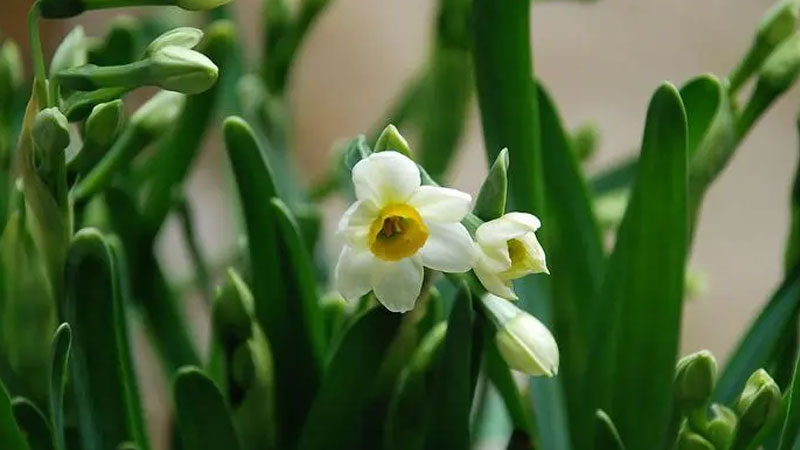 水仙開花以後怎麼養