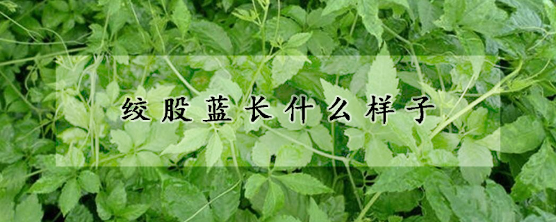絞股藍長什麼樣子