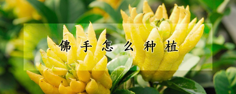 佛手怎麼種植