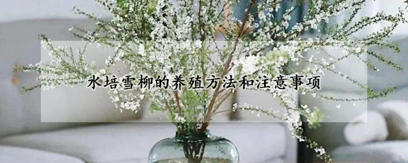 水培雪柳的養殖方法和注意事項