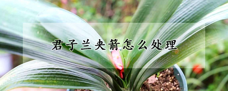 君子蘭夾箭怎麼處理