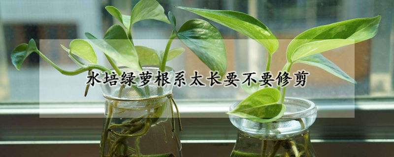 水培綠蘿根係太長要不要修剪