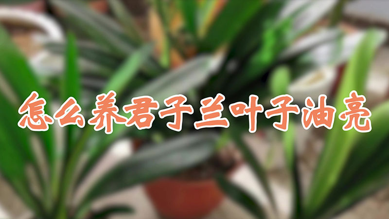 怎麼養君子蘭葉子油亮