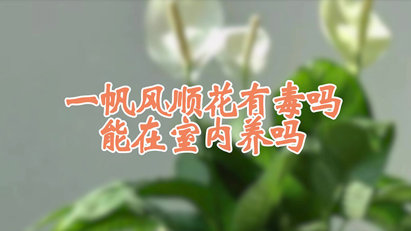一帆風順花有毒嗎 能在室內養嗎