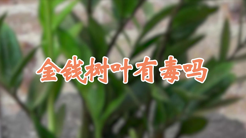金錢樹葉有毒嗎