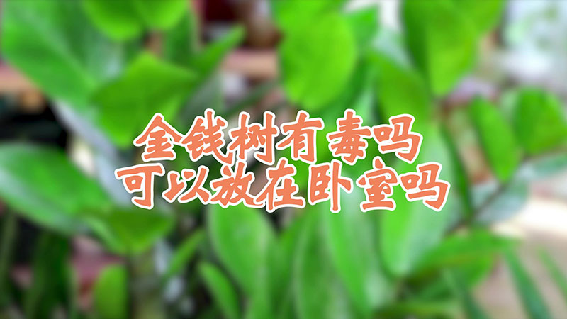 金錢樹有毒嗎可以放在臥室嗎