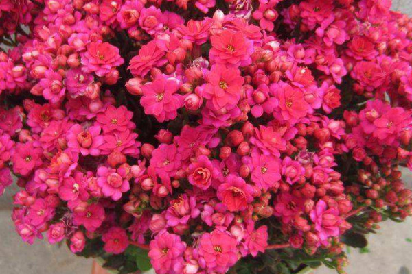 長壽花長花苞後怎麼養護?
