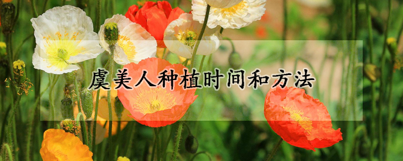 虞美人種植時間和方法