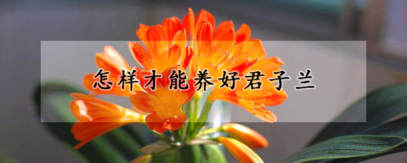 怎樣才能養好君子蘭