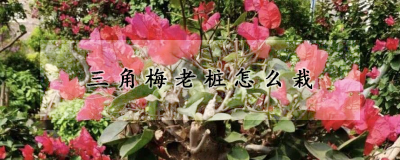 三角梅老樁怎麼栽