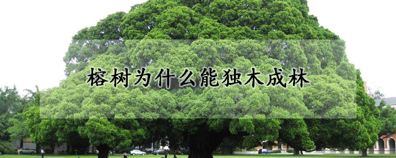 榕樹為什麼能獨木成林