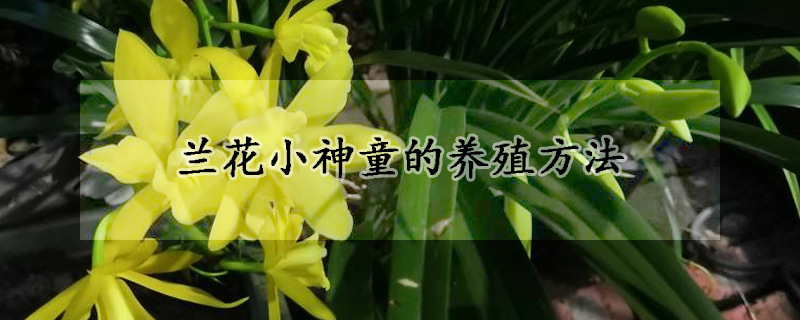 蘭花小神童的養殖方法