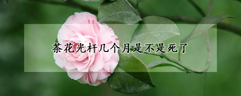 茶花光杆幾個月是不是死了