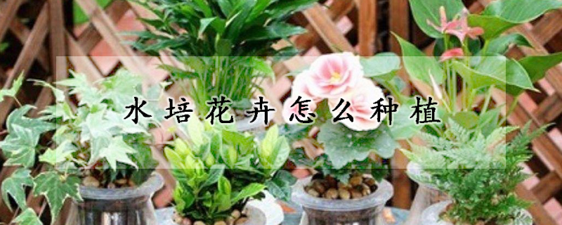 水培花卉怎麼種植