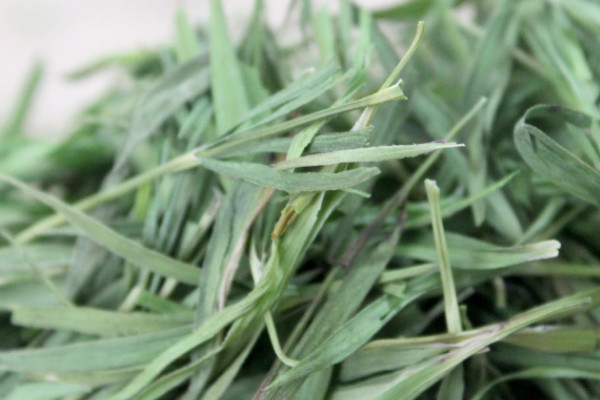 竹葉青屬於什麼茶 竹葉青是什麼茶