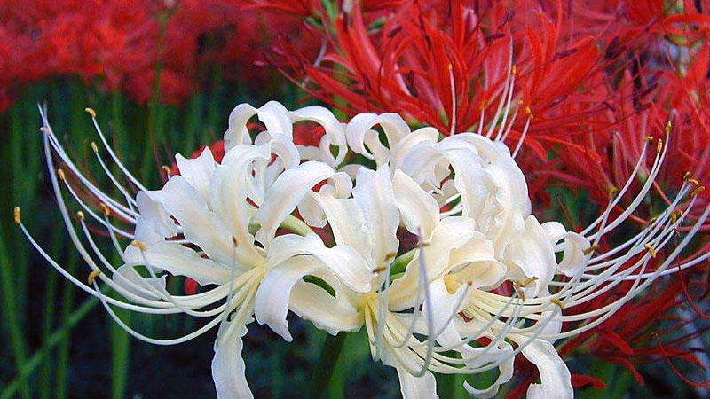 彼岸花為什麼叫死人花