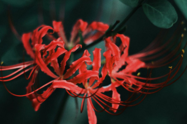 彼岸花為什麼叫死人花