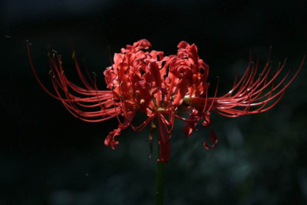 彼岸花為什麼叫死人花