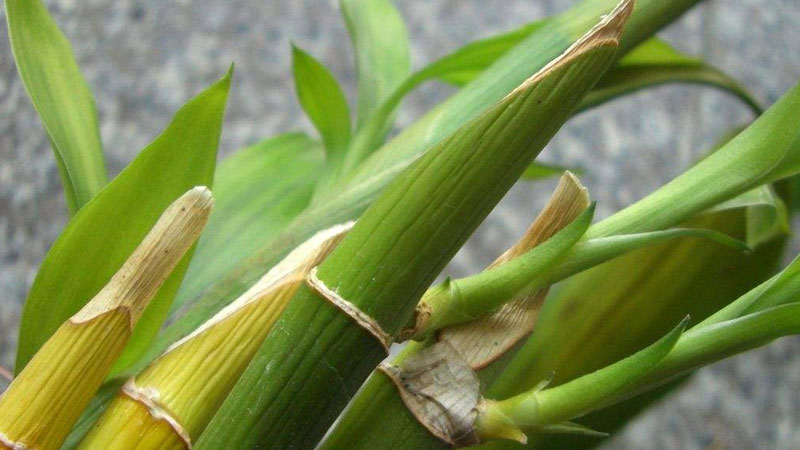 富貴竹葉子尖發黃幹枯怎麼辦