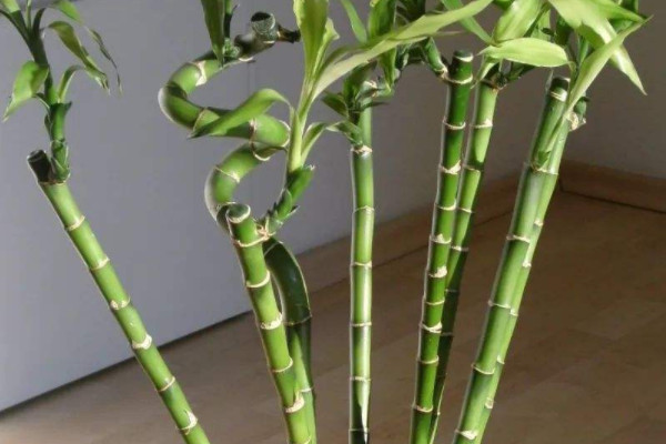 富貴竹葉子尖發黃幹枯怎麼辦
