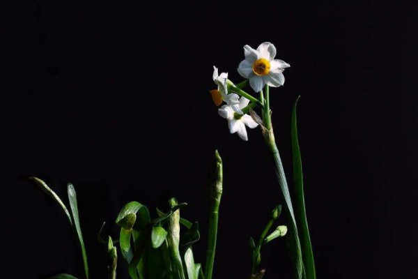 水仙花怎麼開得快