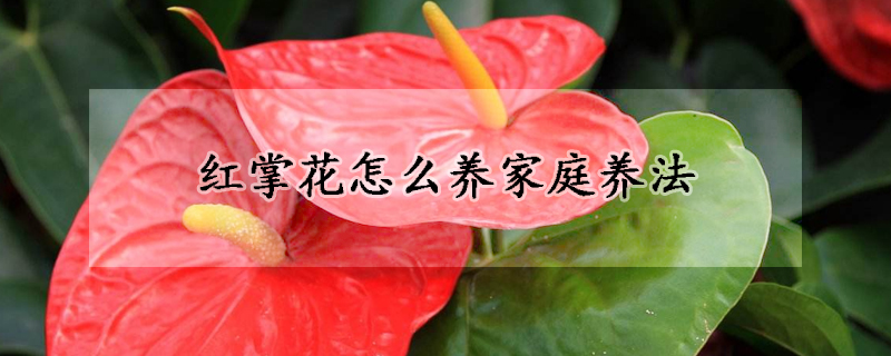 紅掌花怎麼養家庭養法