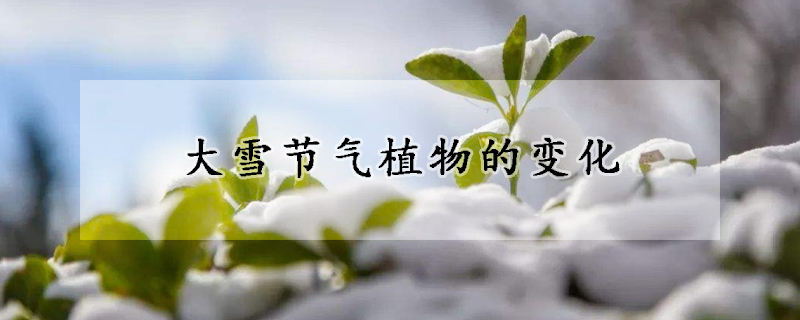 大雪節氣植物的變化
