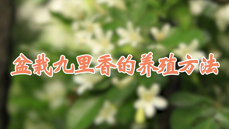 盆栽九裏香的養殖方法