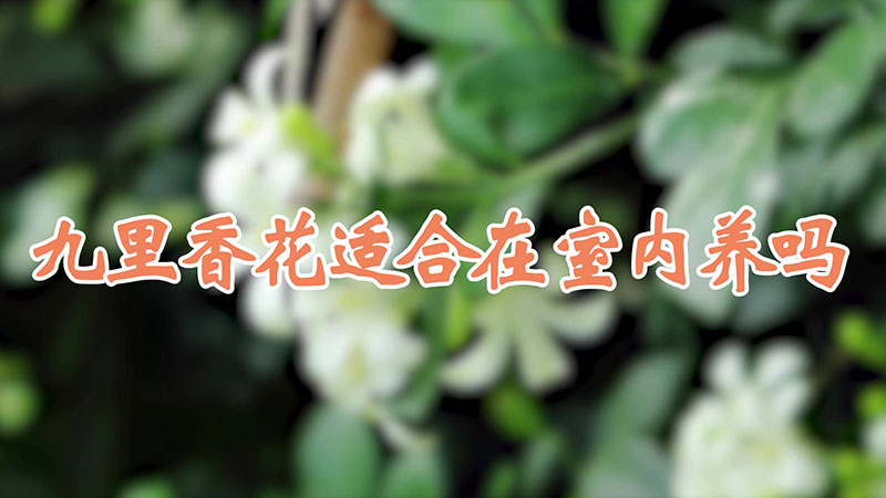 九裏香花適合在室內養嗎