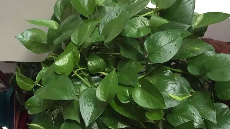 菜豆樹的養殖方法