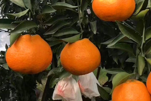 耙耙柑醜橘區別